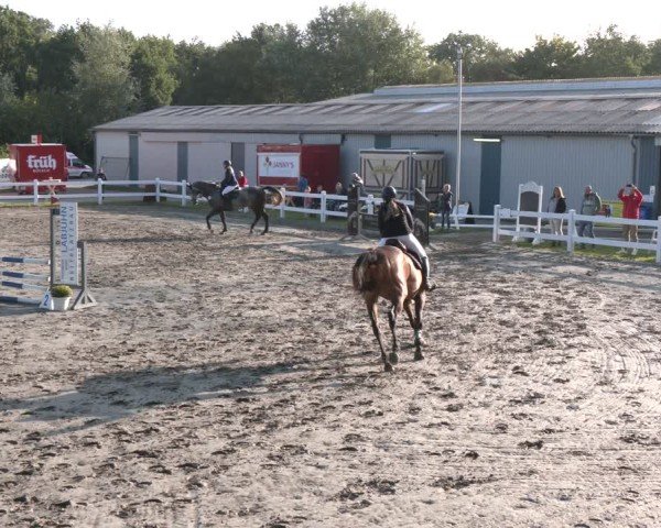 Reitturnier Springturnier Mildstedt 2024