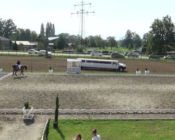 Reitturnier Dornbirn 2024