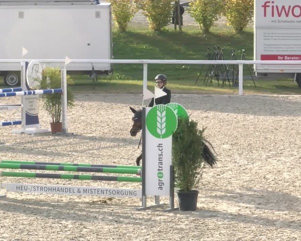 Reitturnier Bülach 2024