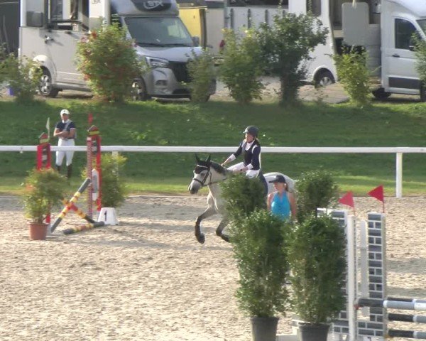 Reitturnier Bülach 2024