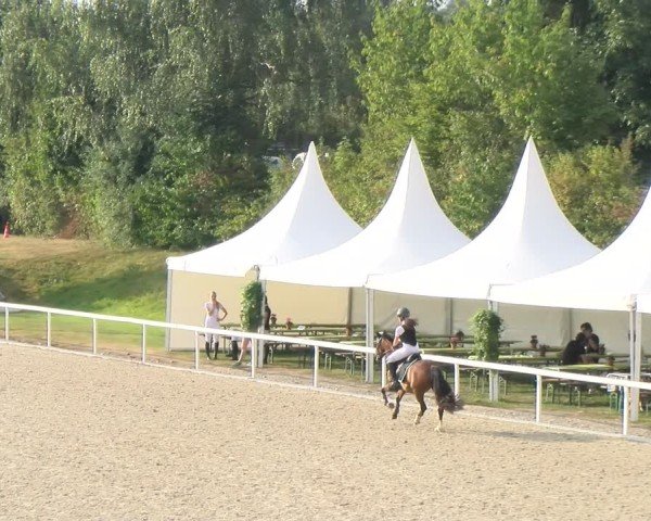 Reitturnier Bülach 2024