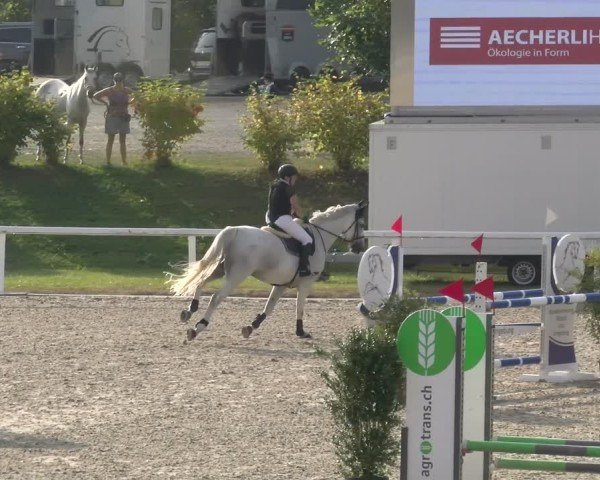 Reitturnier Bülach 2024