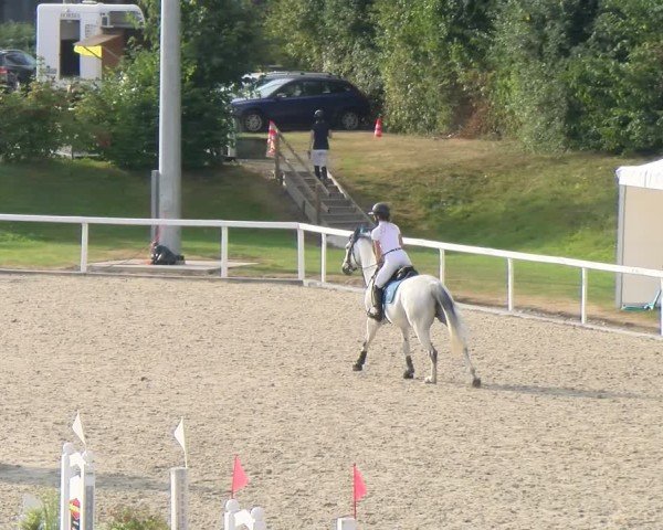 Reitturnier Bülach 2024