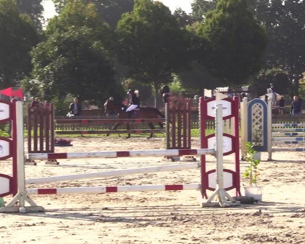 Reitturnier Breiholz "Am Moltkestein" 2024