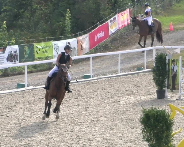 Reitturnier Bülach 2024