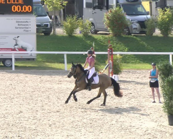 Reitturnier Bülach 2024
