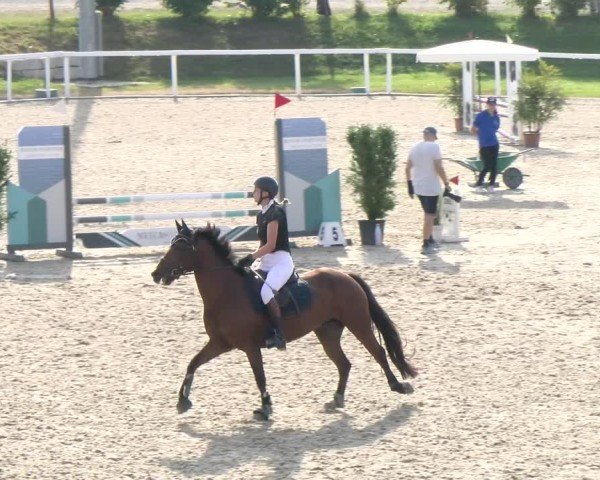Reitturnier Bülach 2024