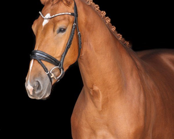 Pferd Valderama (Westfale, 2020, von Vitalis)