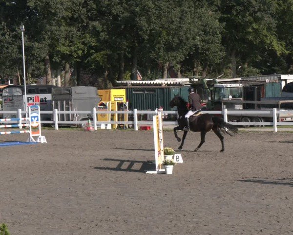Reitturnier Springturnier Mildstedt 2024