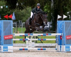 jumper L'Amour IV CH (Swiss Warmblood, 2016, from Saint Amour)
