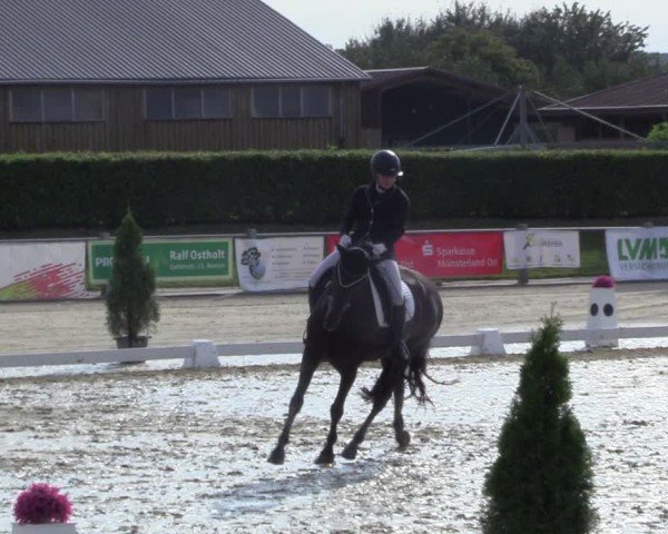 Reitturnier Ennigerloh-Neubeckum 2024