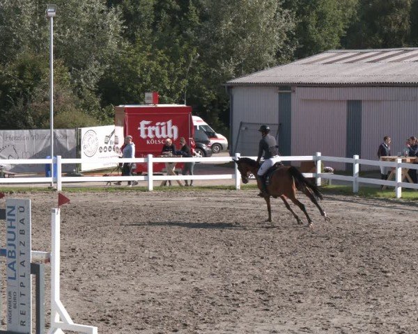 Reitturnier Springturnier Mildstedt 2024