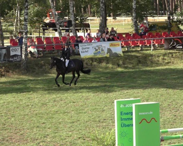 Reitturnier Dannenberg 2024