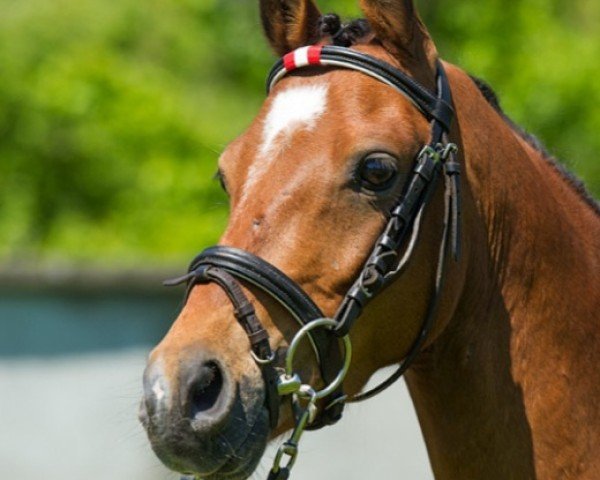 horse Dream boy (German Riding Pony, 2008, from Davenport II)