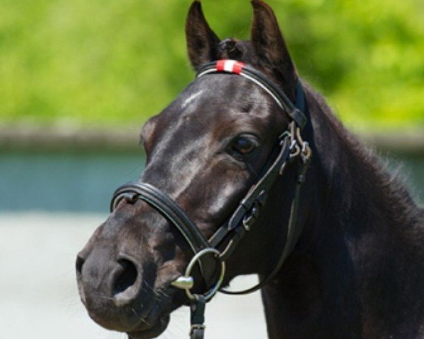 horse Van Helsing's Black Viper (German Riding Pony, 2004, from Vincente)