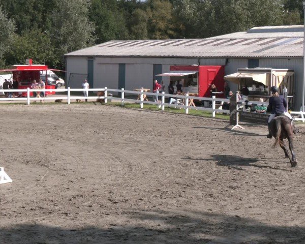 Reitturnier Springturnier Mildstedt 2024