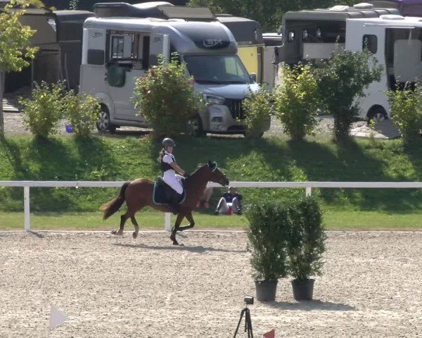 Reitturnier Bülach 2024