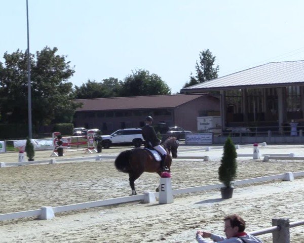 Reitturnier Ennigerloh-Neubeckum 2024