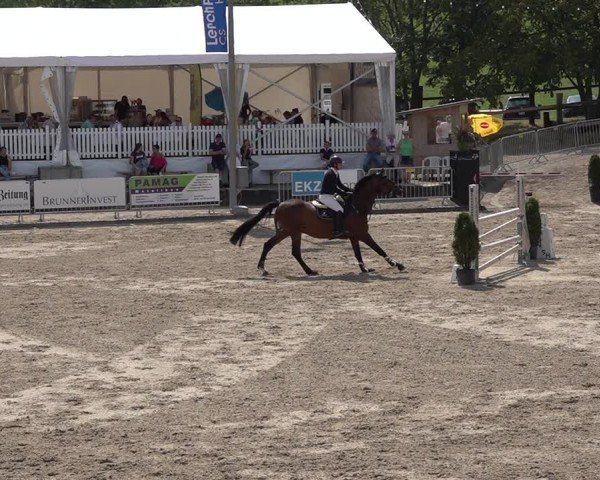 Reitturnier Humlikon 2024