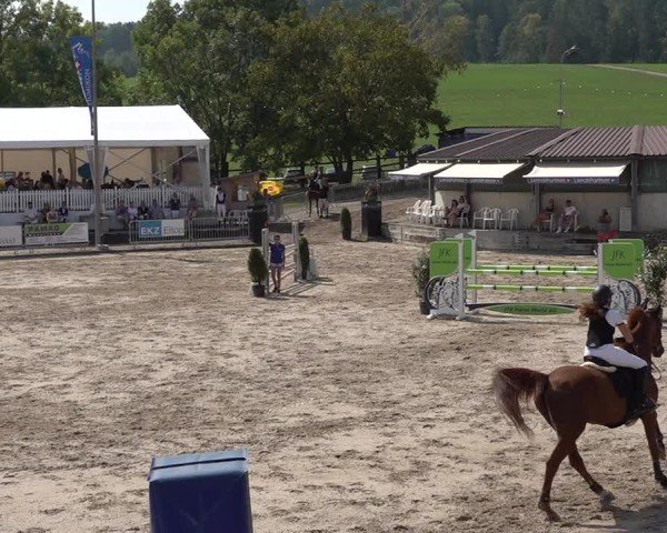 Reitturnier Humlikon 2024