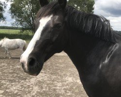 horse Nanu Nana (German Riding Pony, 2008)