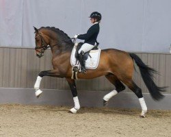 stallion Robert De Niro junior (German Warmblood, 2020, from Real Grandios)