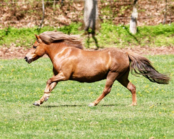 Zuchtstute Philine von Dalberg (Shetland Pony, 2009, von Prisco)