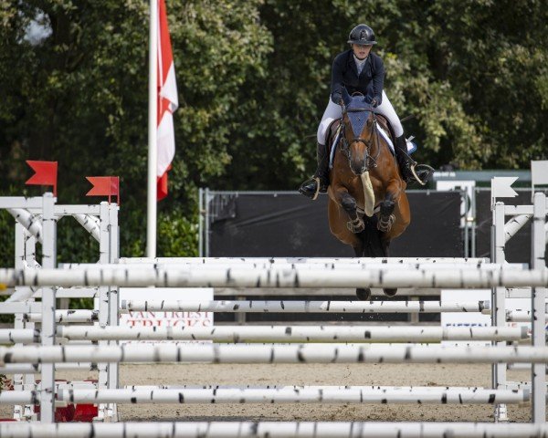 Springpferd Callista G (Oldenburger, 2016, von Casallco)