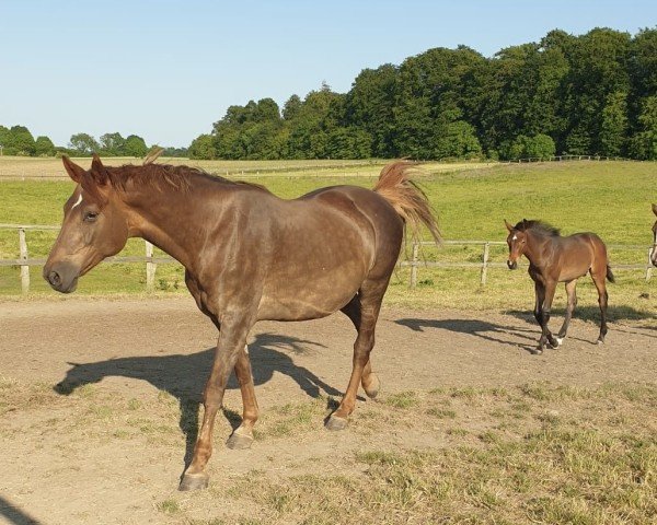 horse Hengst von Conthargos / Catoki (Holsteiner, 2023, from Conthargos)