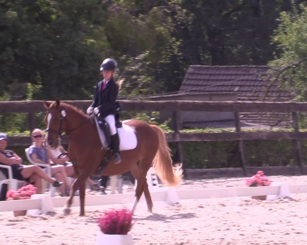 Reitturnier Müncheberg 2024
