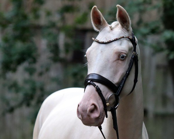 jumper Dairyman (German Riding Pony, 2019, from Dating AT NRW)