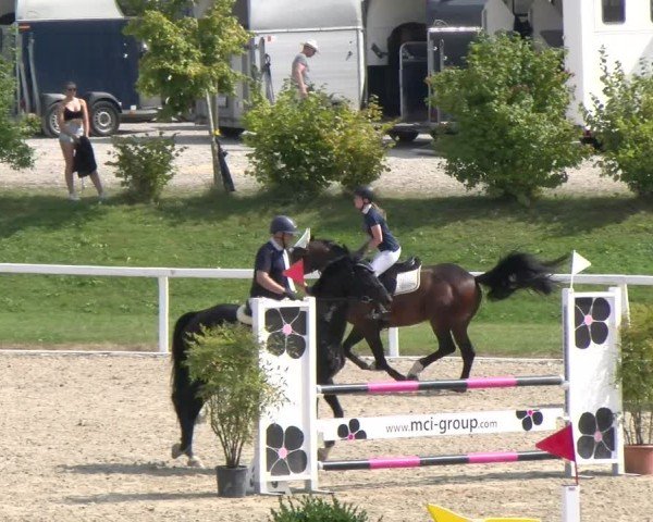 Reitturnier Bülach 2024