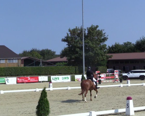 Reitturnier Ennigerloh-Neubeckum 2024