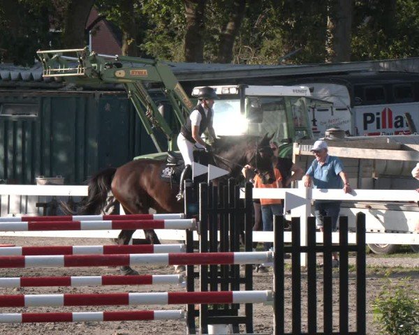 Reitturnier Springturnier Mildstedt 2024