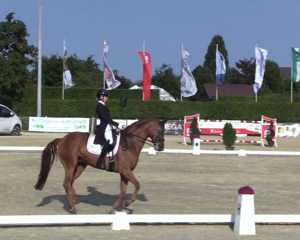 Reitturnier Ennigerloh-Neubeckum 2024