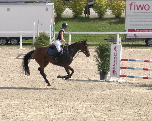 Reitturnier Bülach 2024