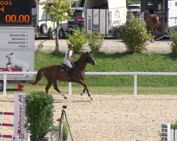 Reitturnier Bülach 2024