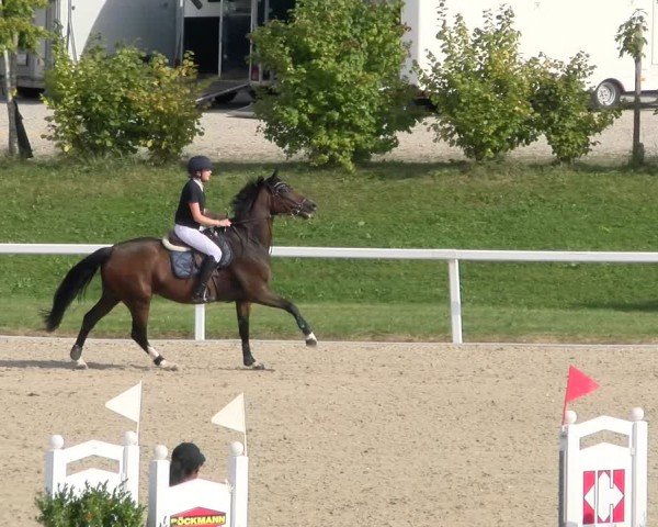 Reitturnier Bülach 2024
