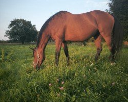 broodmare Nala 129 (German Sport Horse, 2010, from Carrico)