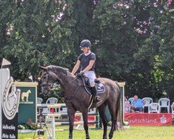 jumper Caramba Blue (German Sport Horse, 2020, from Colman)