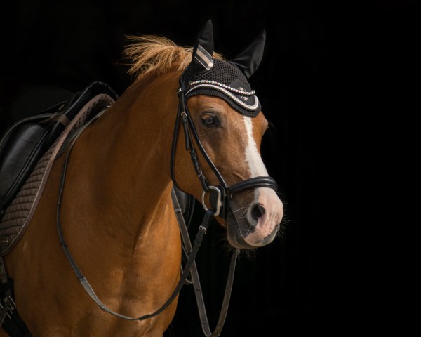 dressage horse Arko 107 (German Riding Pony, 2009, from Acado)