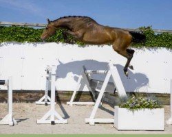 jumper Ozymandias (KWPN (Royal Dutch Sporthorse), 2019, from Arezzo)