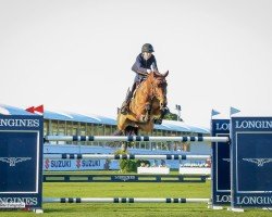 broodmare Iovana del Maset (Spanish Sport Horse, 2014, from Indret del Masset)