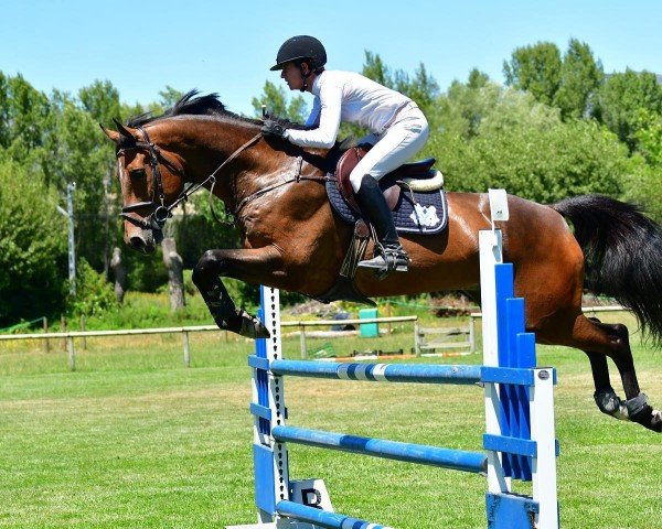 jumper NIMMER FBH (Hanoverian, 2014, from Numero Uno)