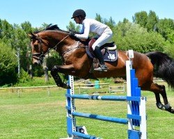 jumper NIMMER FBH (Hanoverian, 2014, from Numero Uno)