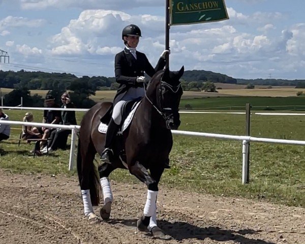 dressage horse Don Amour 9 (Oldenburg, 2008, from San Amour I)