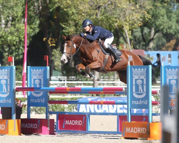 Pferd Ibolina del Maset (Spanisches Sportpferd, 2012, von Ibsen del Maset) Pferd Ibolina del Maset (Spanisches Sportpferd, 2012, von Ibsen del Maset)