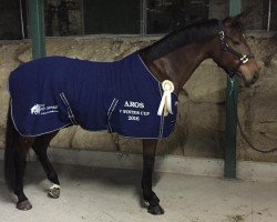 broodmare Nepalina C (Spanish Sport Horse, 2008, from Numero Uno)