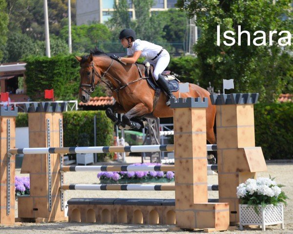 Zuchtstute Ishara del Maset (Spanisches Sportpferd, 2012, von Indret del Masset)