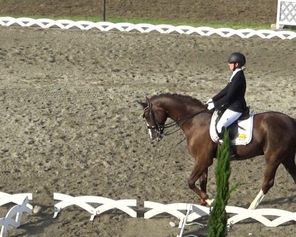 Reitturnier Dornbirn 2024